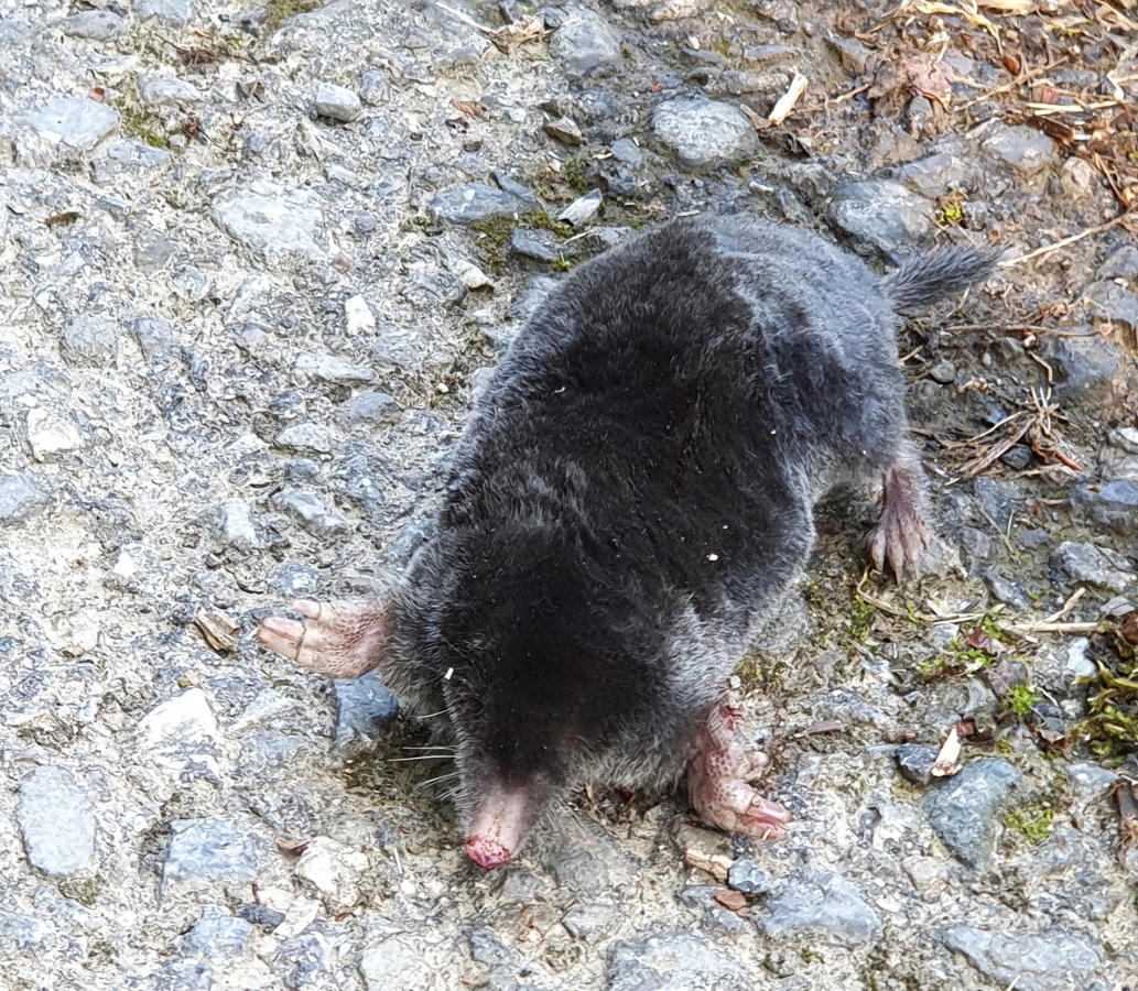 20250617_085954 Maulwurf