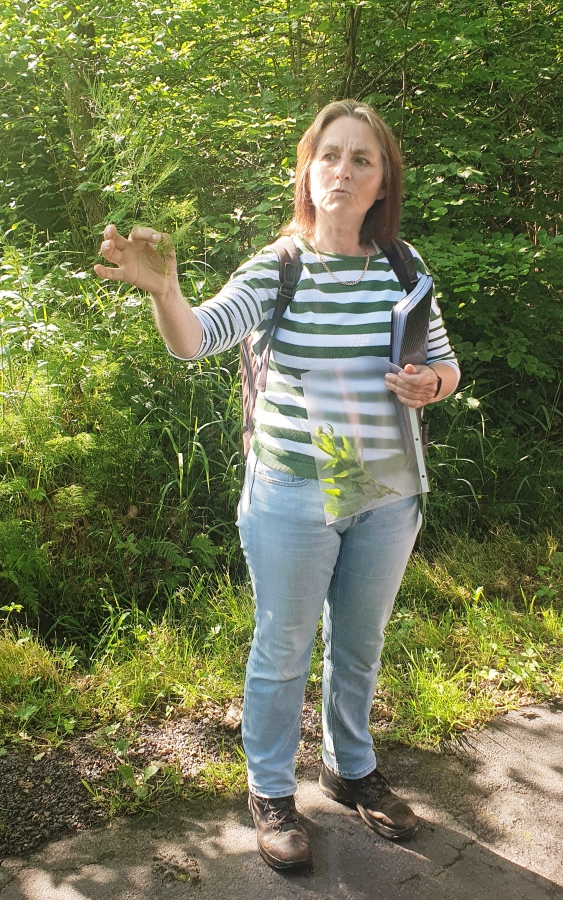 20250617_091746 Schachtelhalm