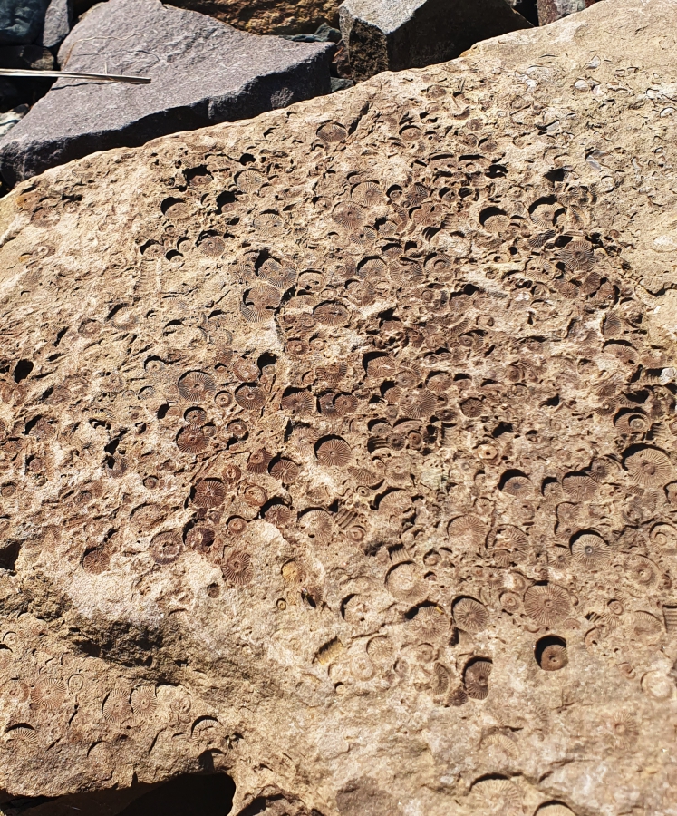 20250617_102941 Seelilien Fossilien