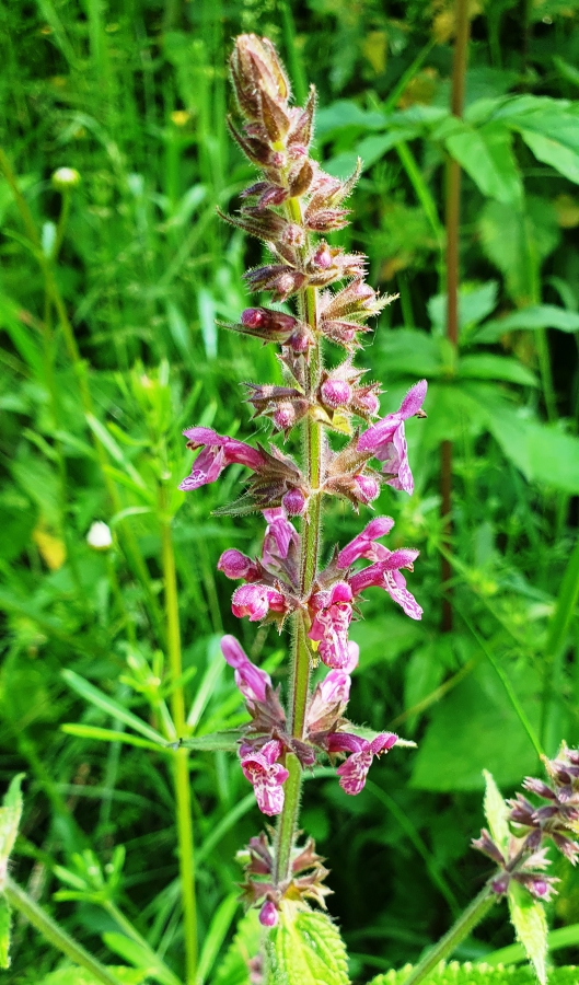 20250617_115534 Wald-Zieste