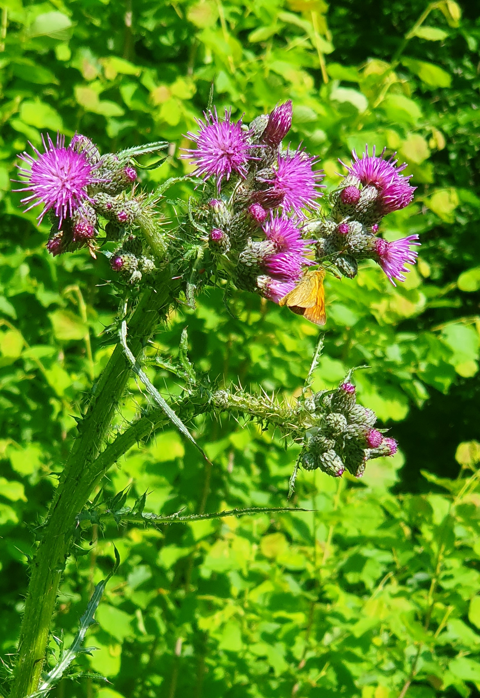 20250617_094051 Sumpfkratzdistel Rostfarbiger Dickkopffalter