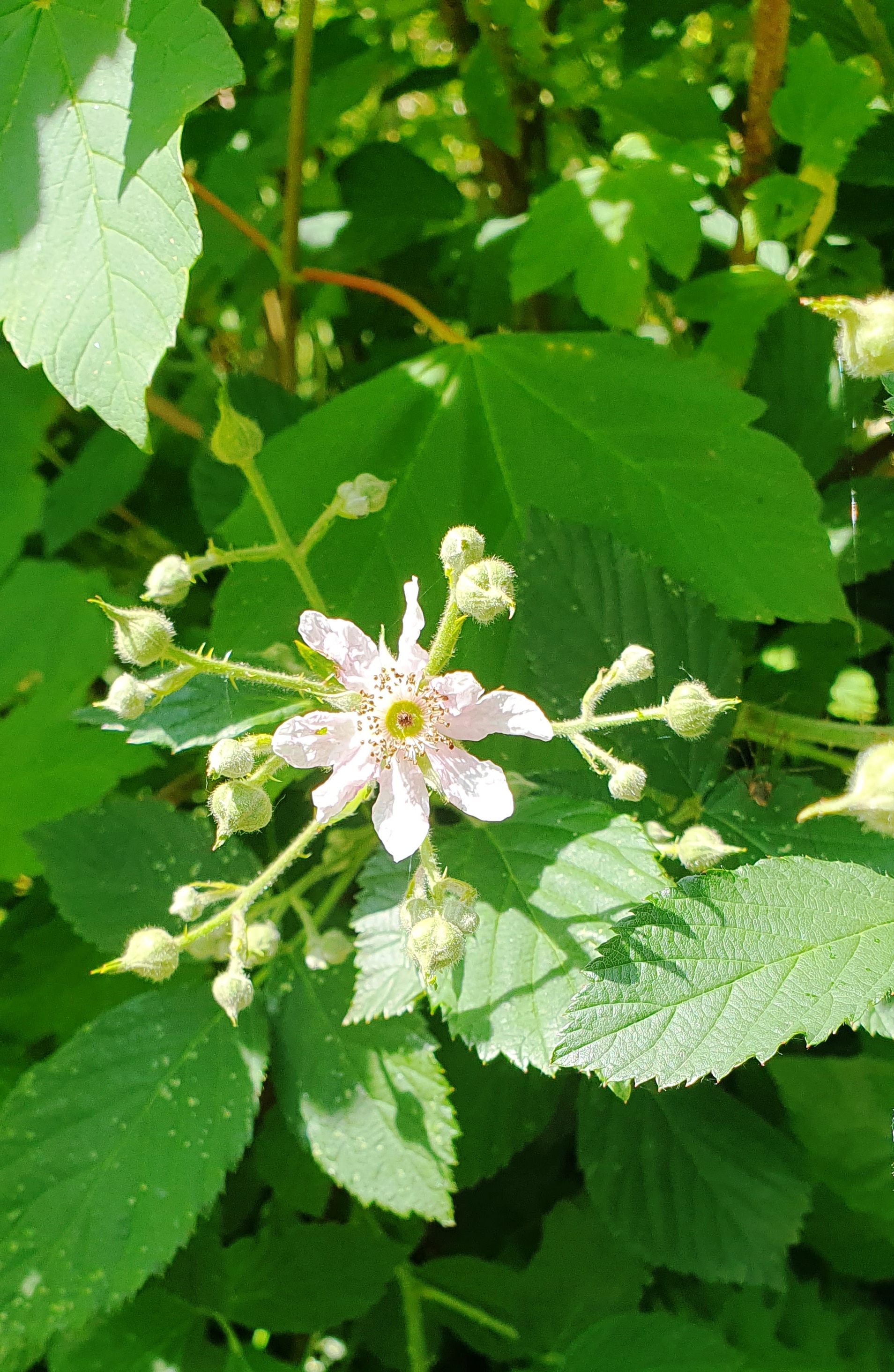 20250617_115810 Beere