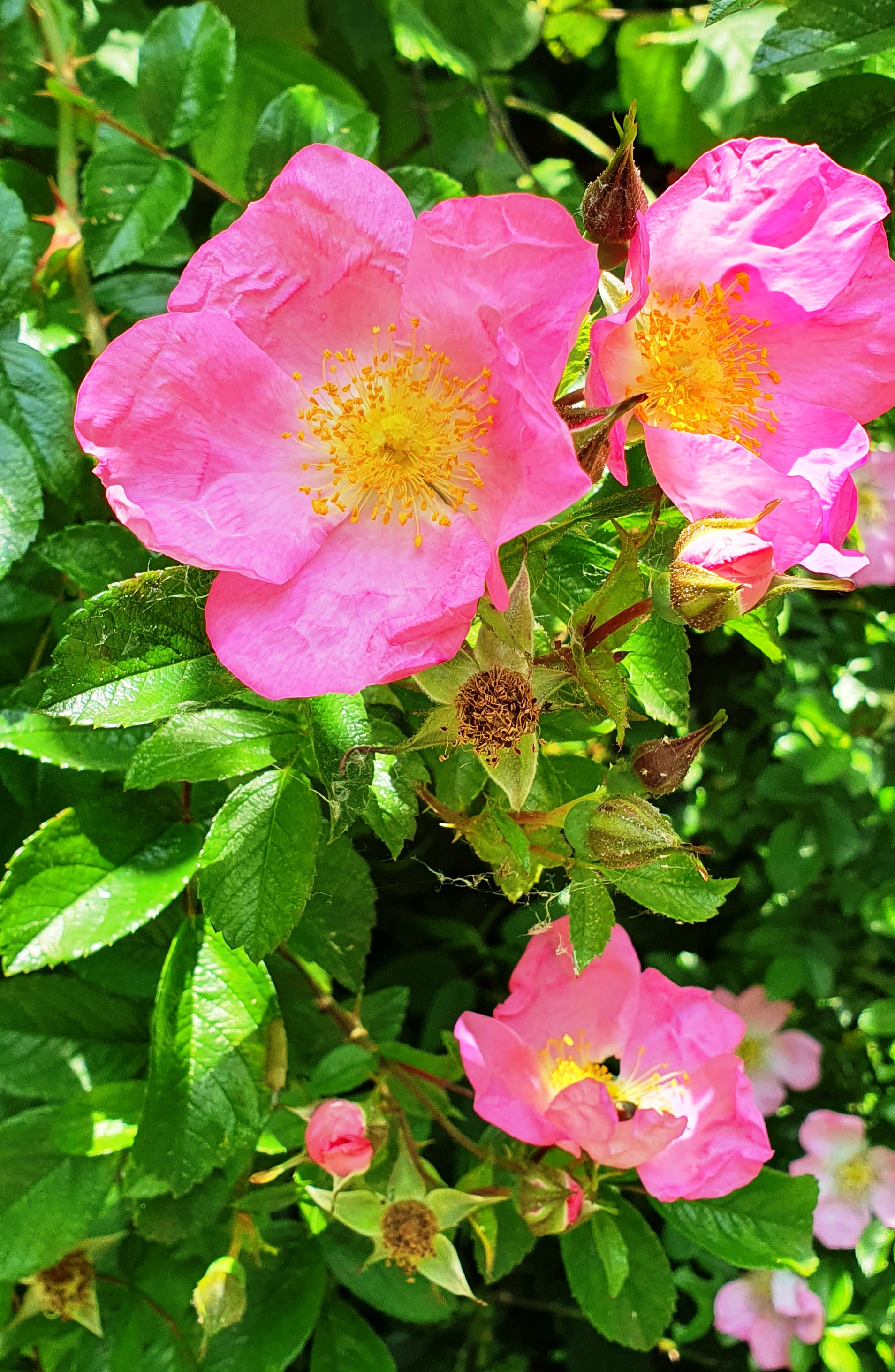 20250617_121027 Rose - offenblühend-gut-für-Insekten