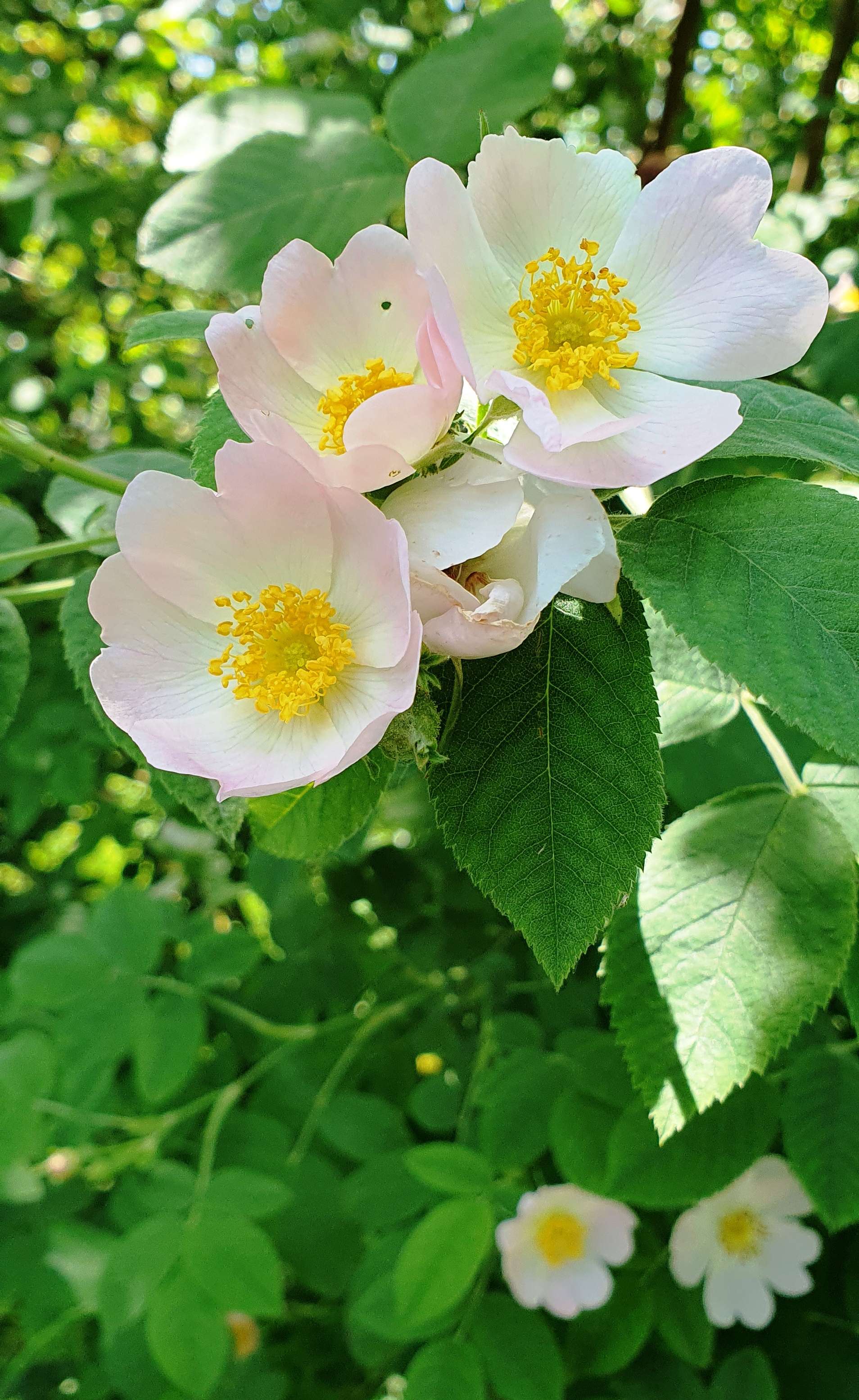 20250617_121936 Rose - offenblühend-gut-für-Insekten