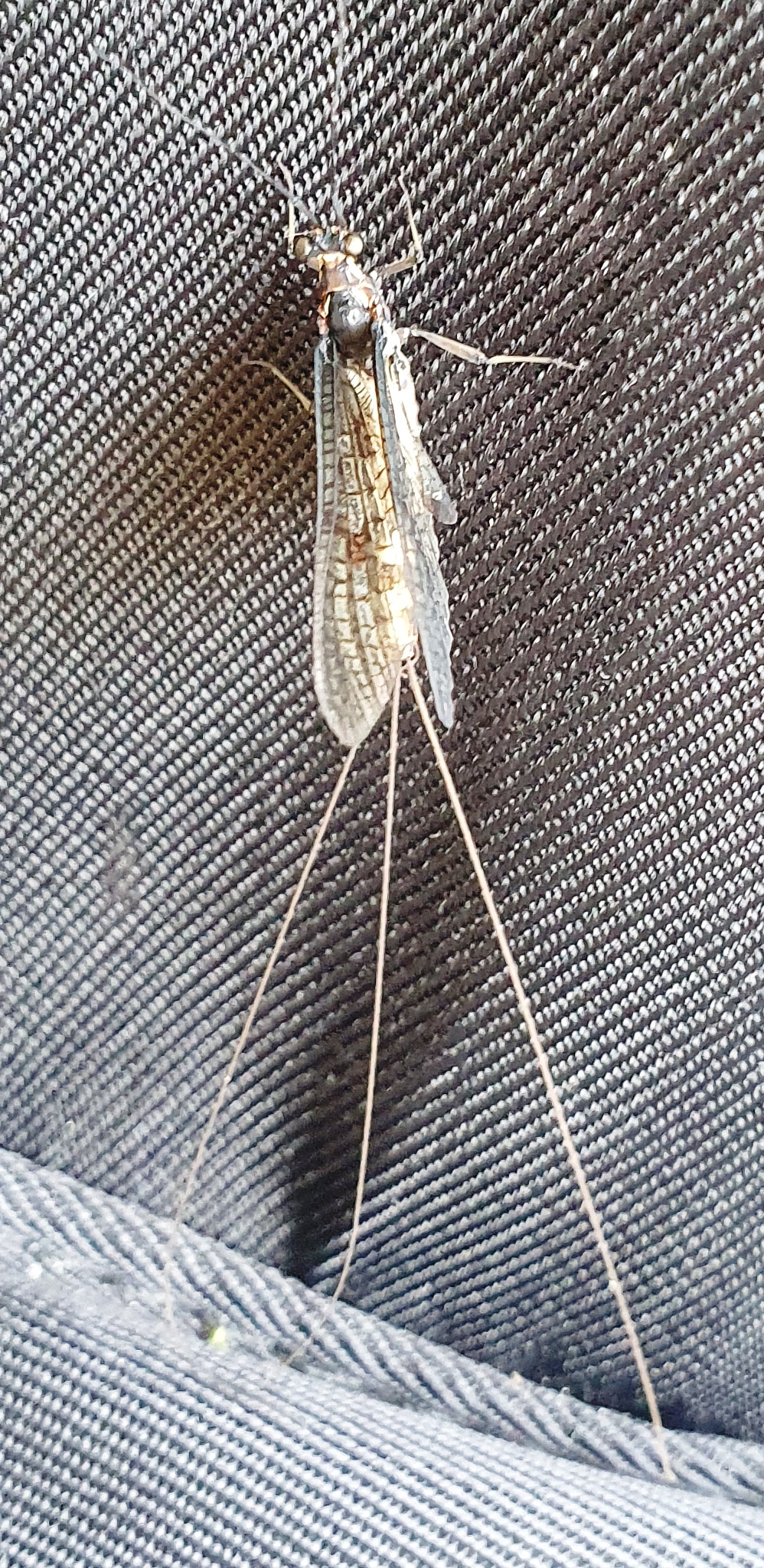 20250617_122210 Eintagsfliege