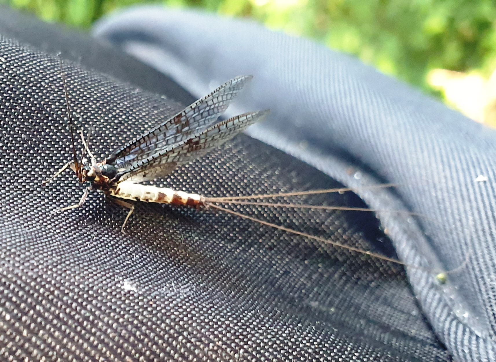 20250617_122217 Eintagsfliege