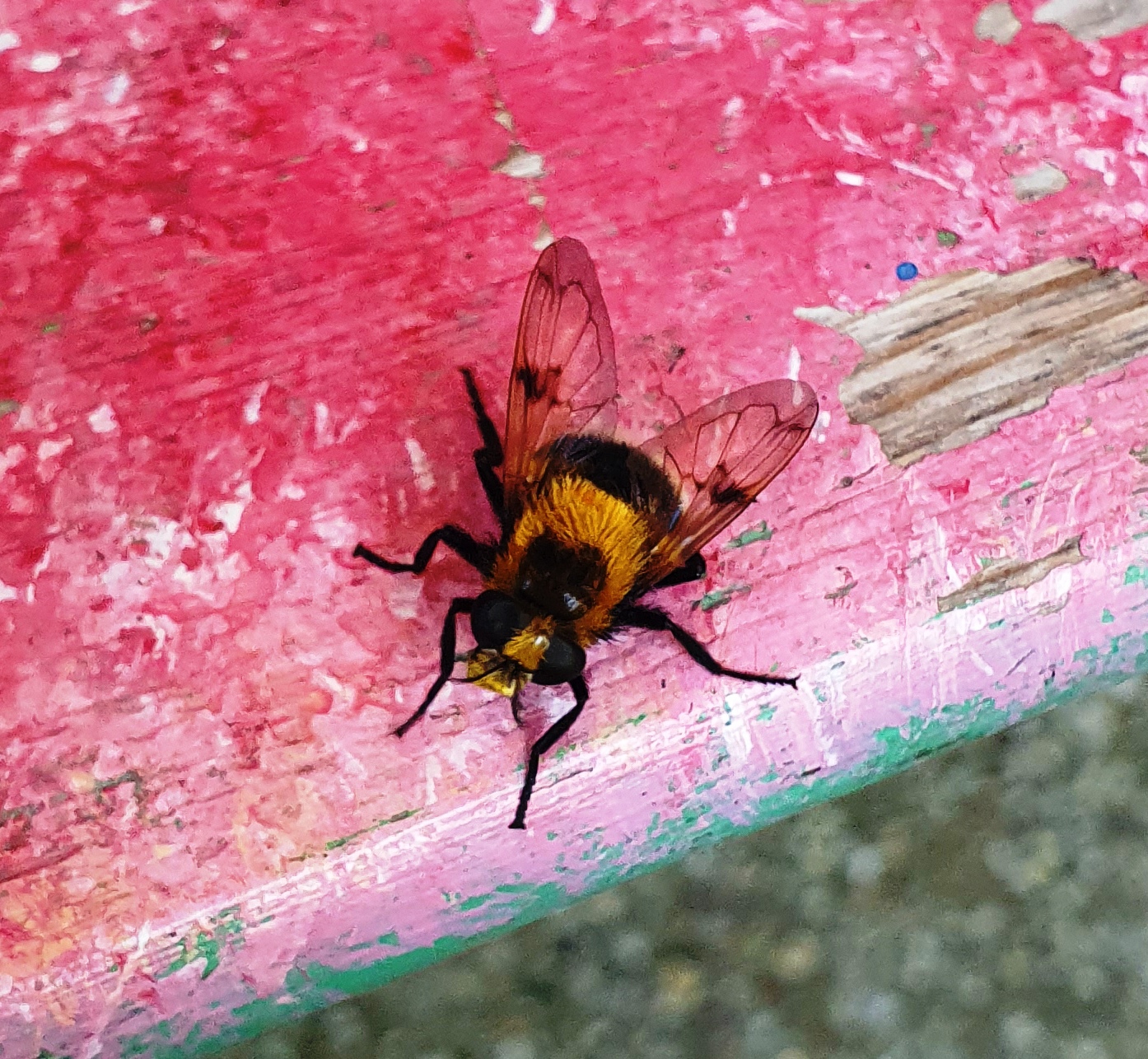 20250617_135646 Hummel-Waldschwebfliege