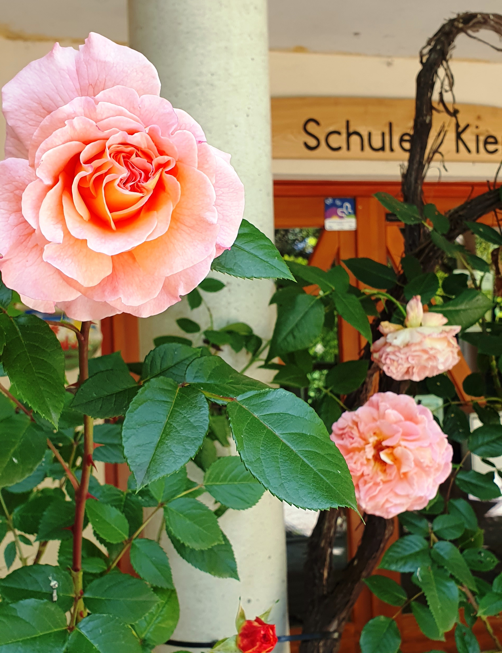 20250617_144125 Duftrose